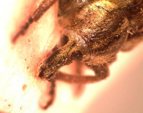 Réf. 132 967 : Hypera sp.