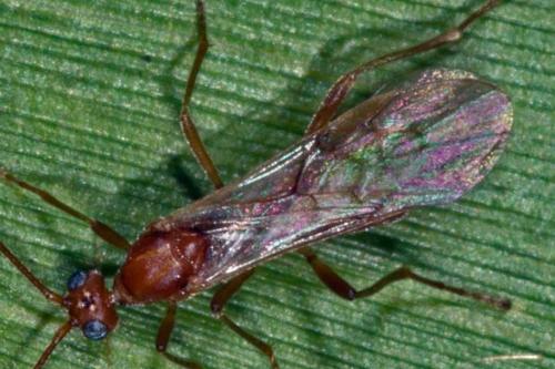 Aleiodes sp.