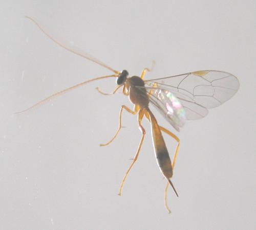 Réf. 132 034 : Netelia sp.
