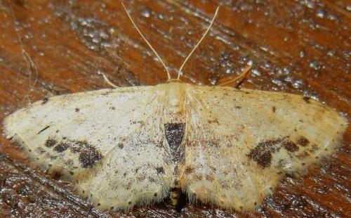 Réf. 132 819 : Idaea dimidiata