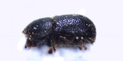 Réf. 132 836 : Xylographus bostrichoides