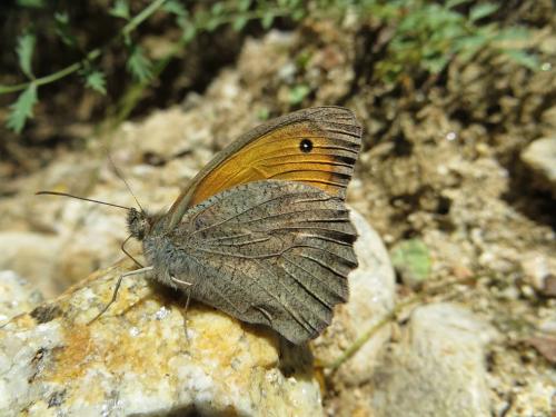 Hyponephele sp.