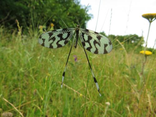 Nemoptera sinuata