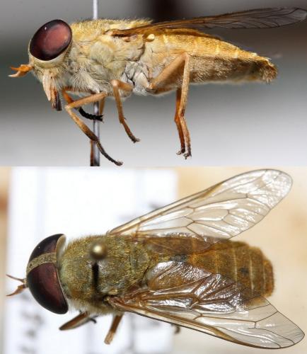 Réf. 132 000 : Atylotus fulvus