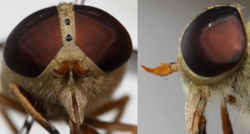 Atylotus fulvus