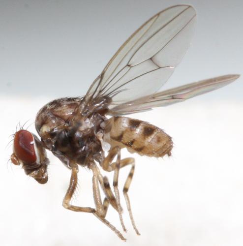 Réf. 132 266 : Phortica variegata