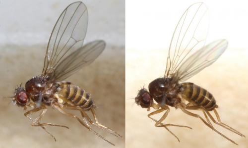 Drosophila funebris