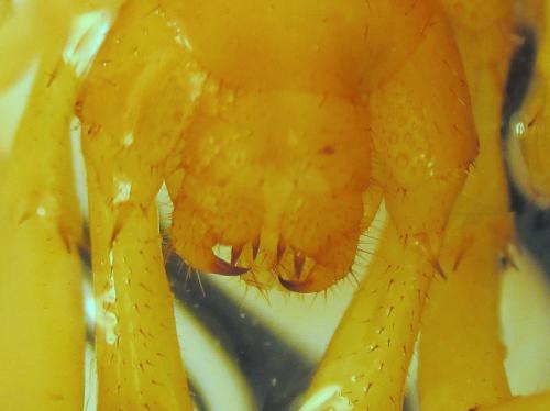 Réf. 132 674 : Eupolybothrus litoralis
