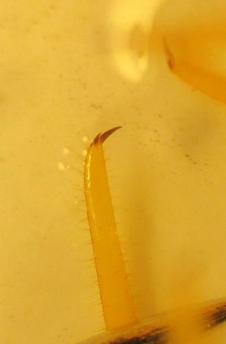 Réf. 132 675 : Eupolybothrus litoralis
