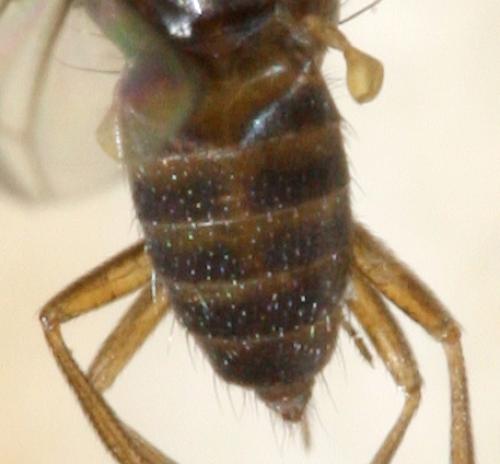 Drosophila funebris