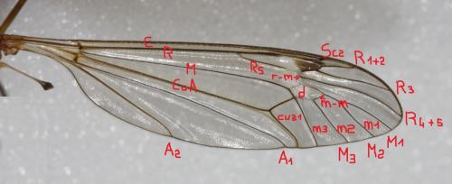 Réf. 132 273 : Tipula sp.
