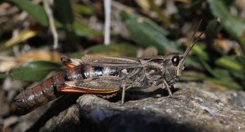 Chorthippus saulcyi moralesi