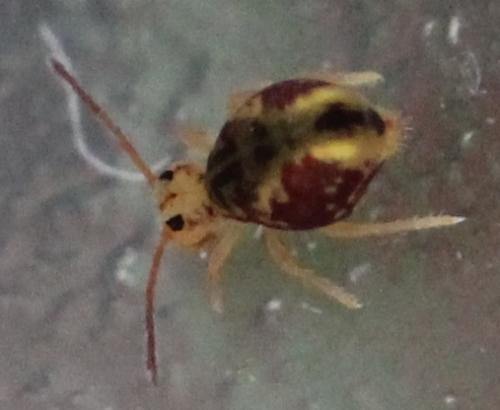Dicyrtomina ornata