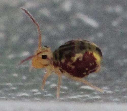 Dicyrtomina ornata