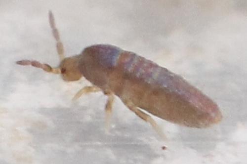 Lepidocyrtus curvicollis