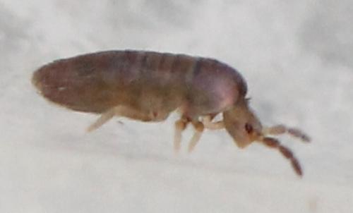 Lepidocyrtus curvicollis