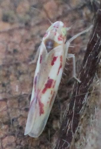 Zygina angusta