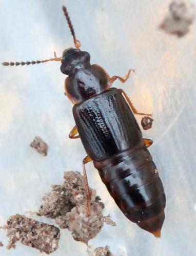 Réf. 132 597 : Phyllodrepoidea crenata