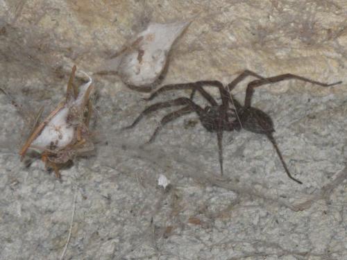 Eratigena atrica