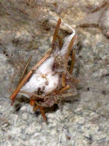 Eratigena atrica