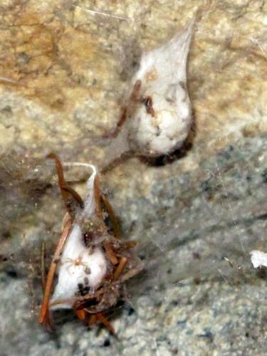 Eratigena atrica