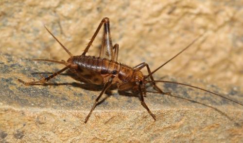 Gryllomorphinae