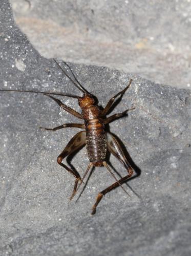 Réf. 132 495 : Gryllomorphinae inconnu