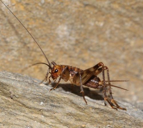 Réf. 132 496 : Gryllomorphinae inconnu
