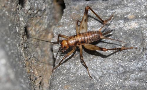 Gryllomorphinae