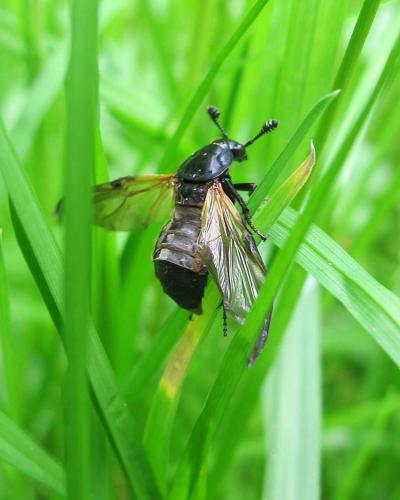Nicrophorus vespilloides