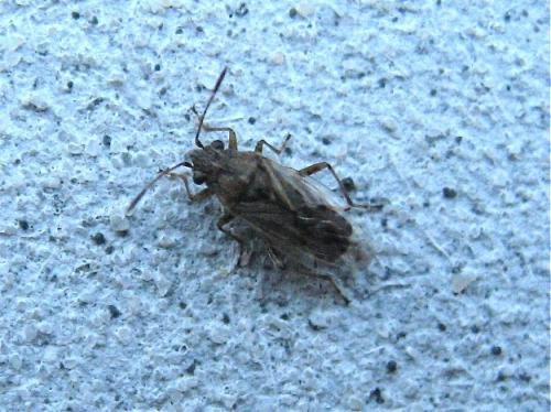 Nysius sp.