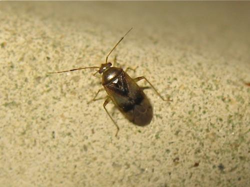 Réf. 132 833 : Pinalitus cervinus