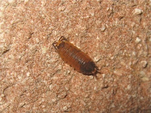 Porcellio scaber