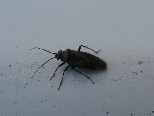 Réf. 132 639 : Lygus rugulipennis