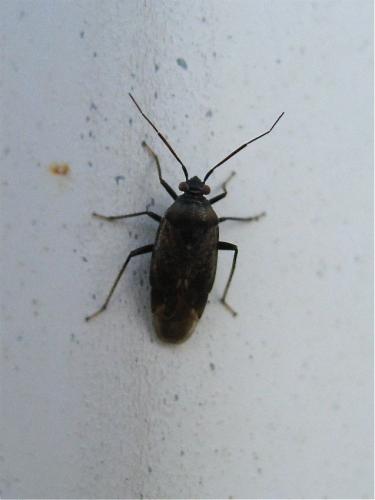 Réf. 132 681 : Lygus rugulipennis