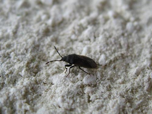 Drymus sp.