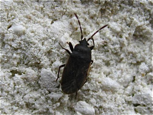 Drymus sp.