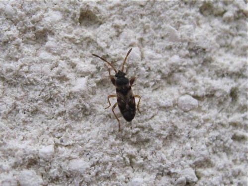 Scolopostethus sp.