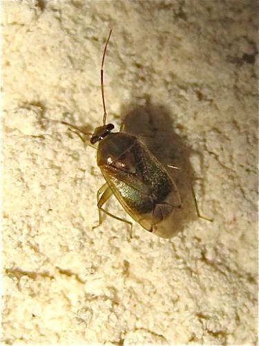 Réf. 132 641 : Pinalitus cervinus