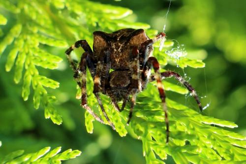 Araneus angulatus