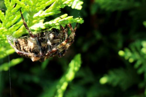 Araneus angulatus