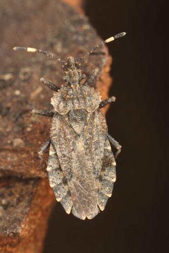 Aradus brenskei