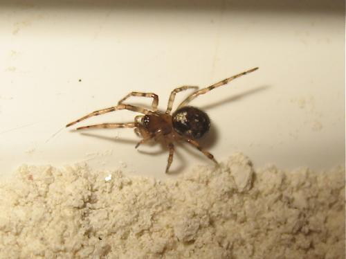 Réf. 132 719 : Enoplognatha mandibularis