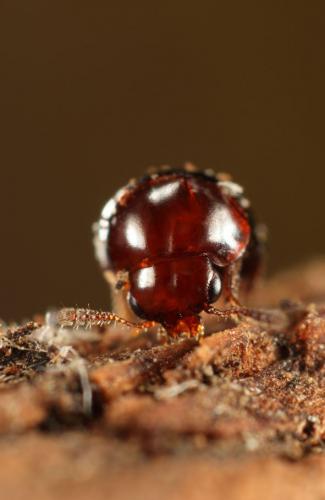 Réf. 132 230 : Agathidium nigripenne