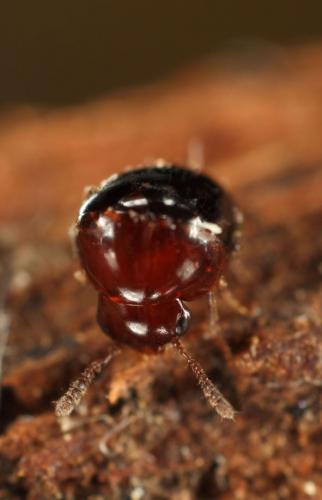 Réf. 132 231 : Agathidium nigripenne