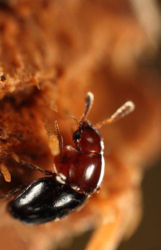Réf. 132 232 : Agathidium nigripenne