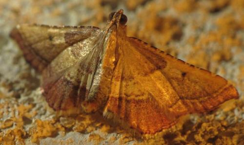 Réf. 132 492 : Endotricha flammealis