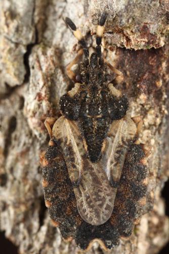 Réf. 132 515 : Aradus versicolor