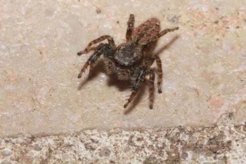 Marpissa muscosa