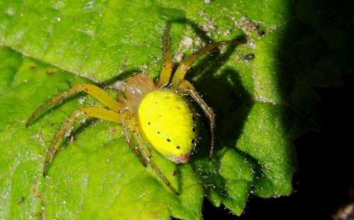 Araniella sp.